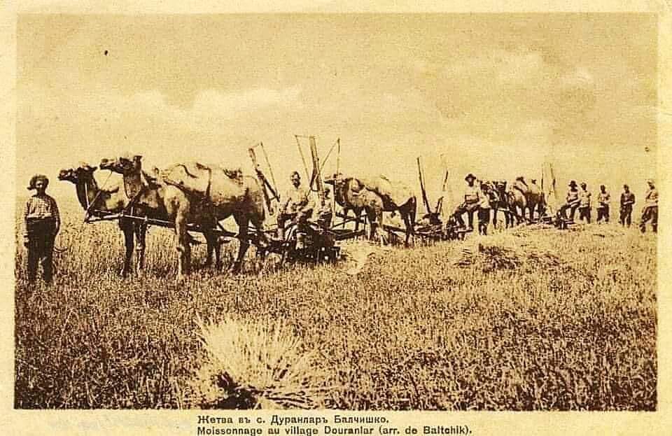 Cămile în Dobrogea