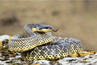 Balaurul Dobrogean, 10 adevăruri neștiute despre cel mai impozant șarpe din România