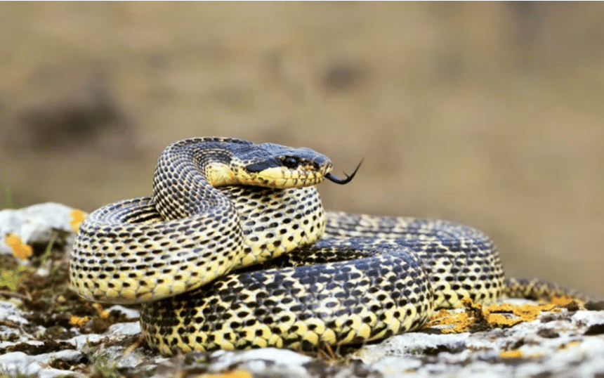 Balaurul Dobrogean, 10 adevăruri neștiute despre cel mai impozant șarpe din România