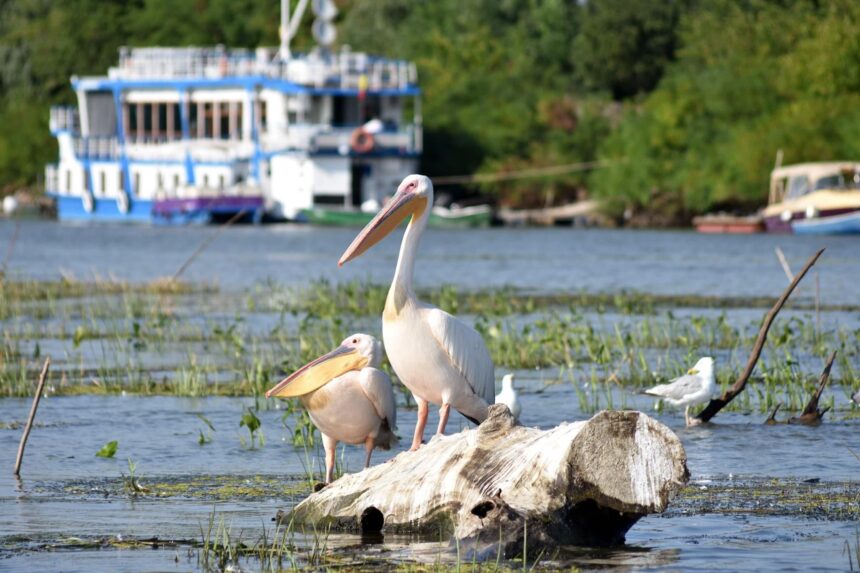 Tulcea: Întâlnire investitori în turism - autorități publice, la Prefectură