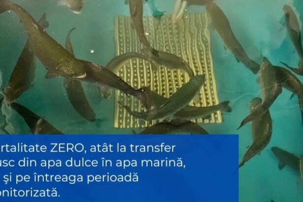 Somon de Marea Neagră
