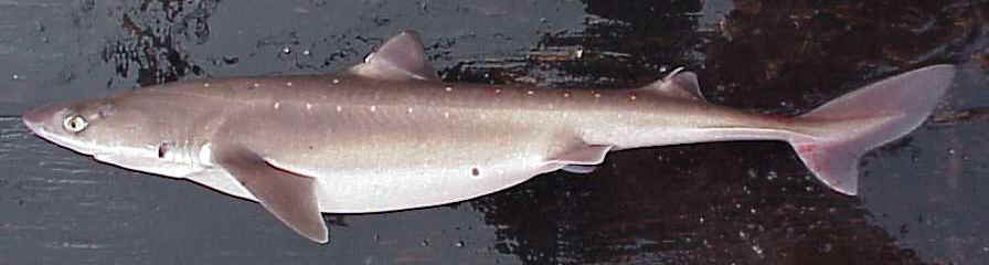 Câine de mare